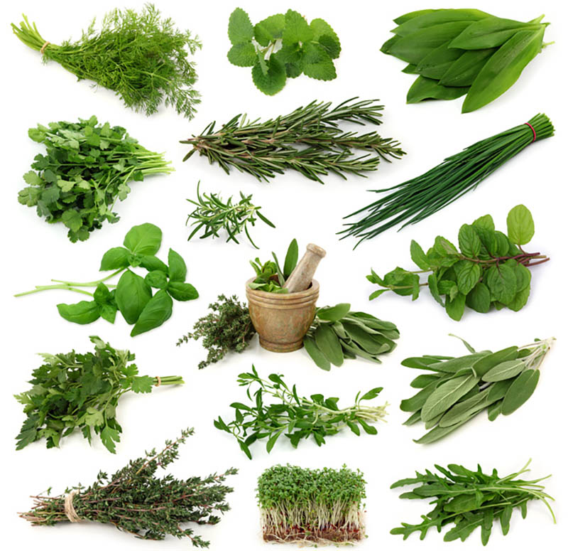 Fresh herbs collection isolated on white background