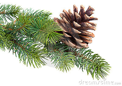 fir-branch-pine-cone-21706615