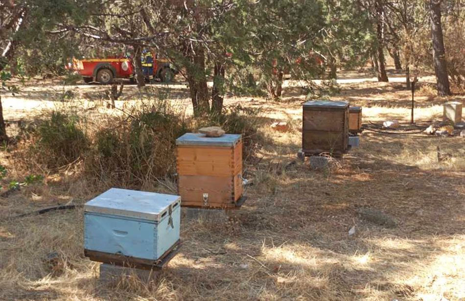 Το ΕΚΠΑ κάνει «έξωση» στο πειραματικό μελισσοκομείο