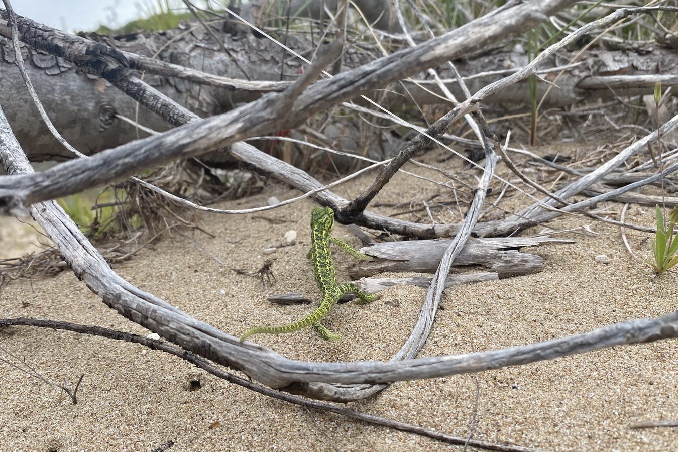 Επιβεβαιώθηκε πληθυσμός αφρικάνικου χαμαιλέοντα στην παραλία Καλόγρια της Πελοποννήσου