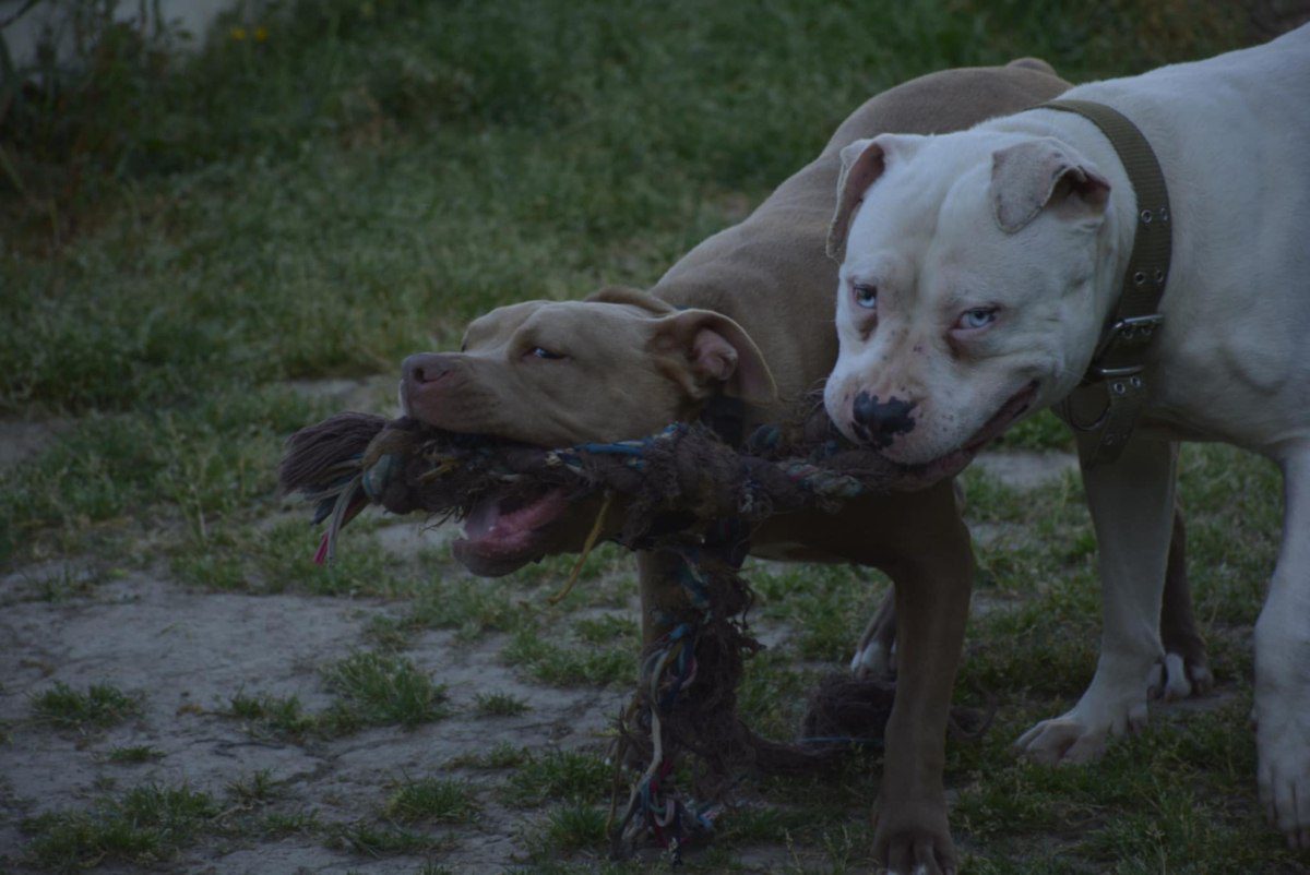 Ποιοι είναι πραγματικά οι σκύλοι Pitbull;
