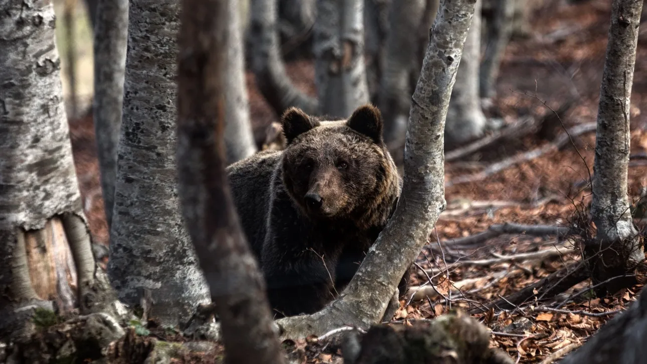 Πώς πρέπει να αντιδράσετε αν αντικρίσετε μια αρκούδα – Ο βασικός κανόνας