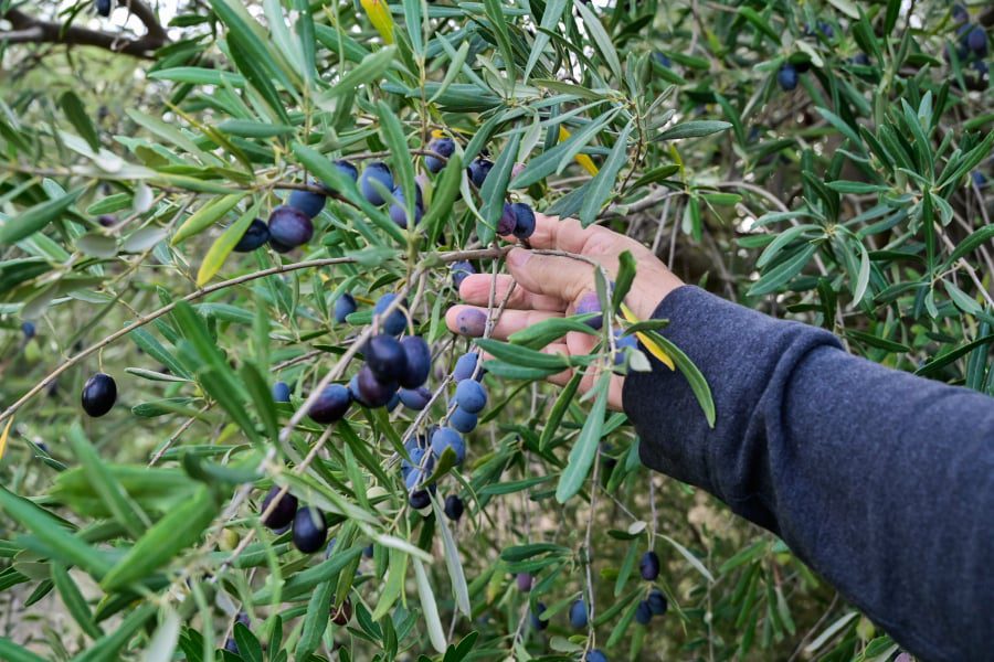 ΟΠΕΚΕΠΕ: Σήμερα η πληρωμή της βασικής ενίσχυσης – Τι ώρα μπαίνουν λεφτά στα ATM