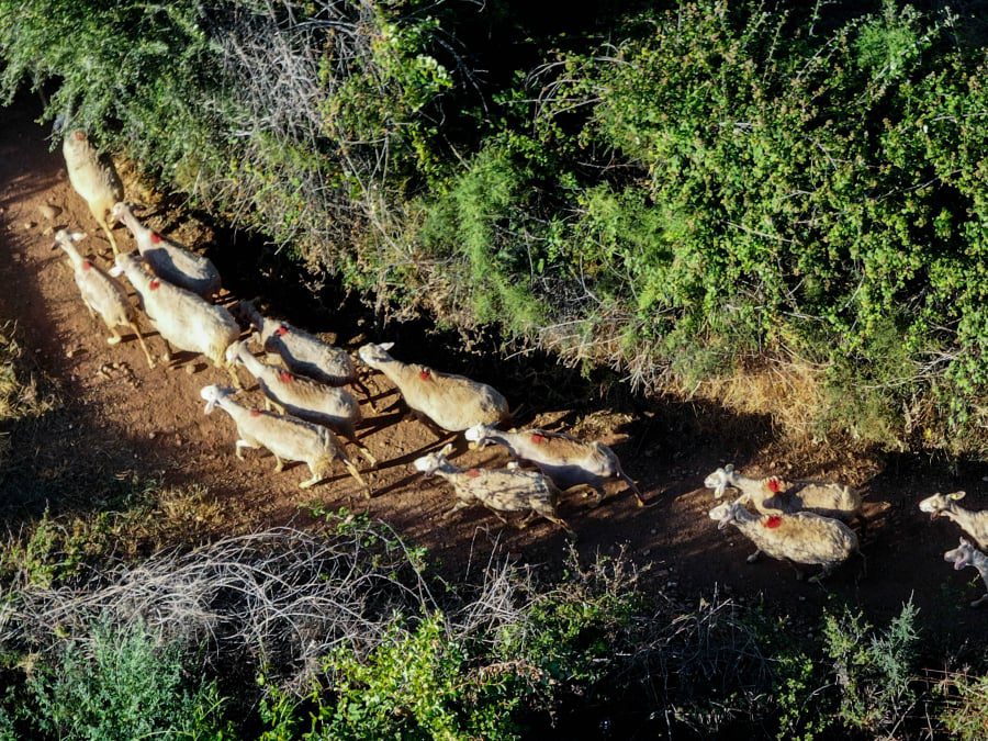 Ευλογιά αιγοπροβάτων: Στον Άρειο Πάγο οι καταγγελίες για παράνομη εισαγωγή εμβολίων