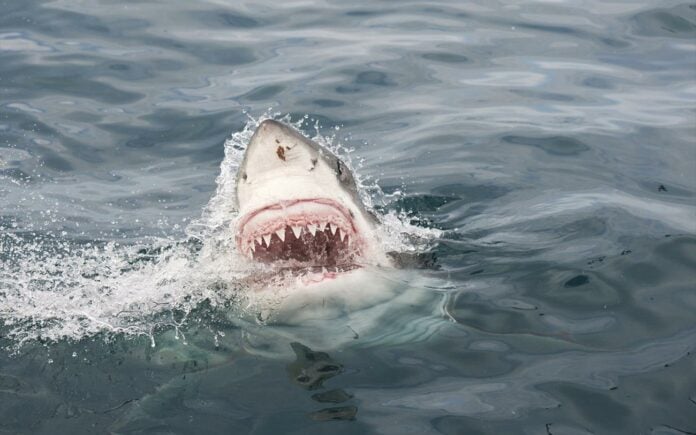 Τα «σαγόνια του καρχαρία» κινδυνεύουν από την κλιματική αλλαγή