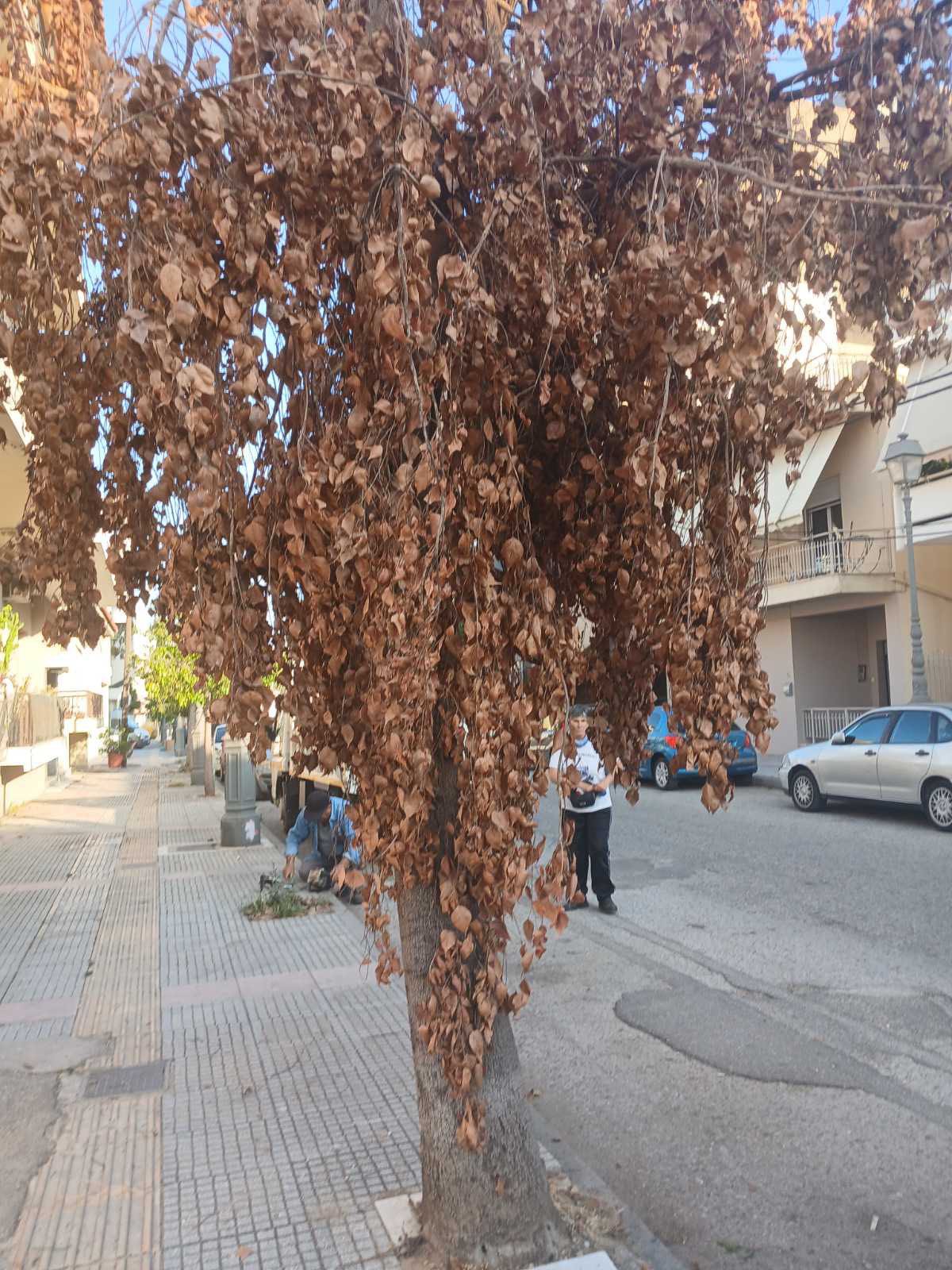 Ξεραίνουν τα δέντρα γιατί… έτσι τους αρέσει!!!