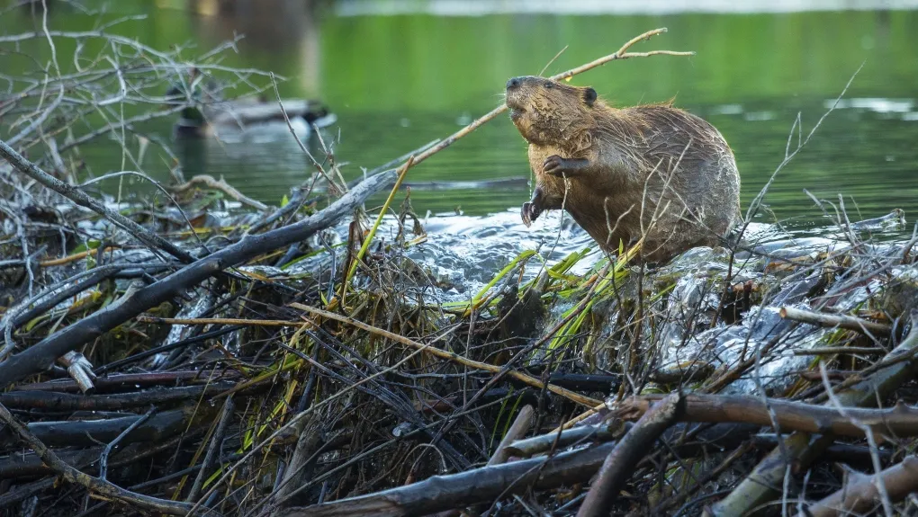 Τσεχία: Αντί για την κυβέρνηση… οι κάστορες έφτιαξαν υδάτινο φράγμα
