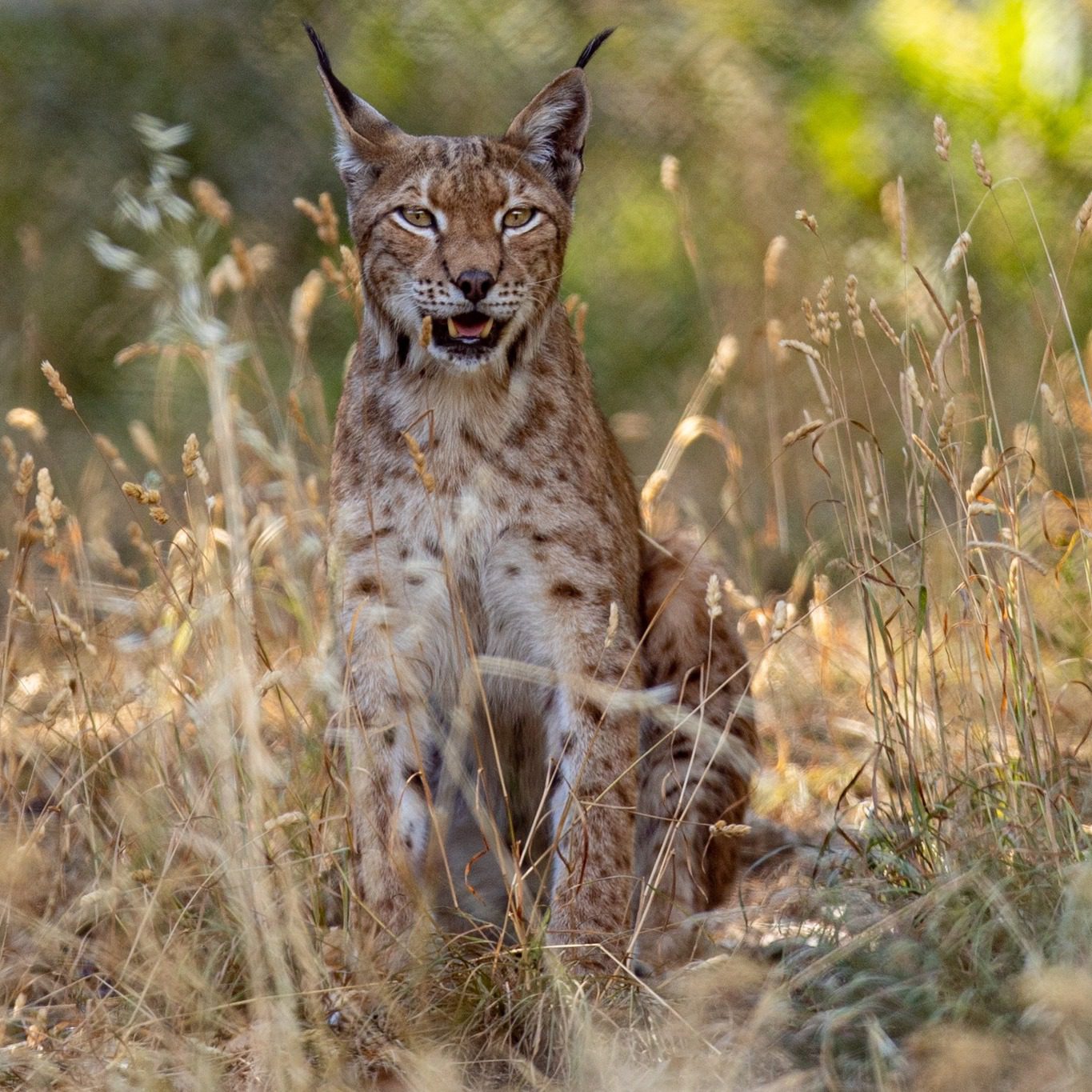 Ο Αρκτούρος για την Παγκόσμια Ημέρα Βιοποικιλότητας | 22 Μαΐου