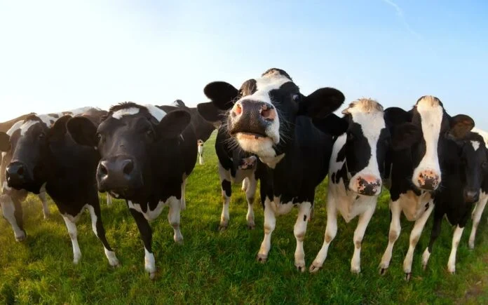 Κτηνοτροφία: Τι πρέπει να τρώνε οι αγελάδες για καλύτερα τυριά