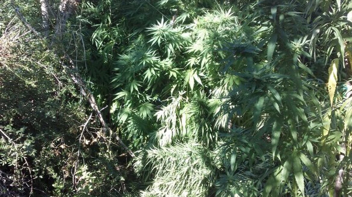 Άθλος της Δίωξης Ναρκωτικών Πύργου με 2.600 δενδρύλλια ινδικής κάνναβης