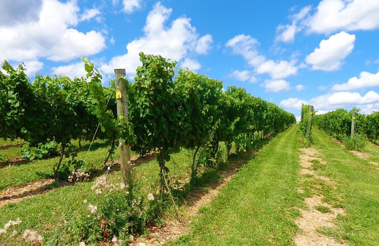 Μειωμένο το ενδιαφέρον  των αμπελουργών για το πρόγραμμα αναδιάρθρωσης και μετατροπής αμπελώνων 2024-2025