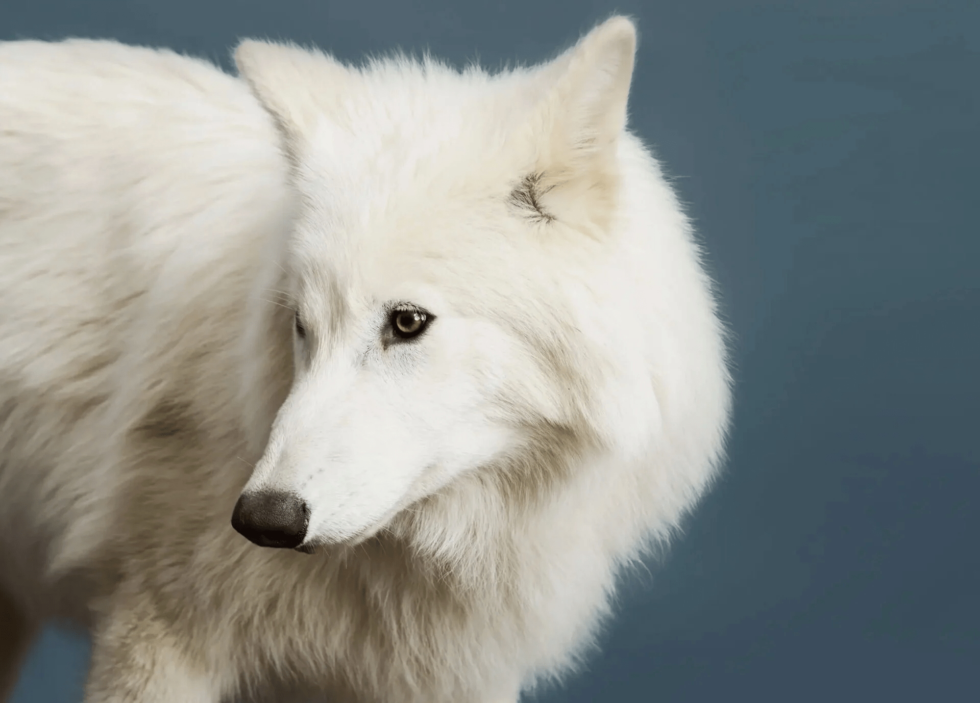 Γιατί αμφισβητείται η «επιστροφή» του ανταρόλυκου