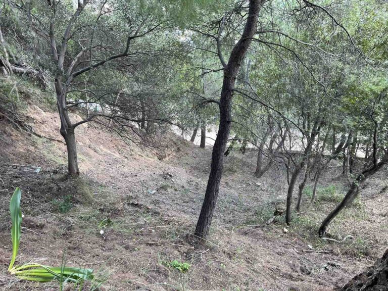 Θωρακίζεται η Ολυμπία με την δημιουργία αντιπυρικής ζώνης