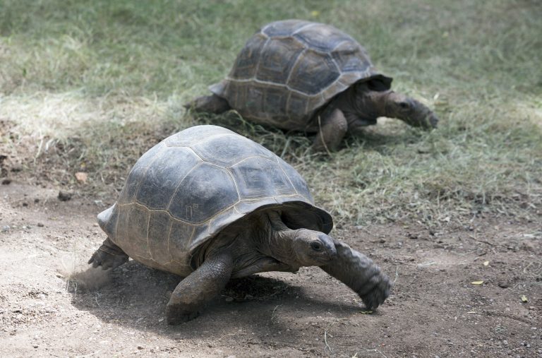Οι γιγάντιες χελώνες Αλντάμπρα «επιστρέφουν» στις Σεϋχέλλες