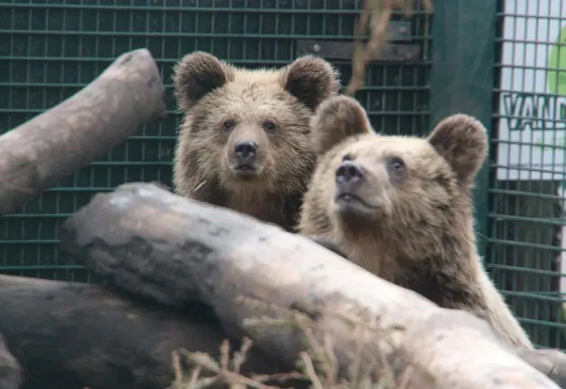 Δύο αρκούδες δραπέτευσαν από ζωολογικό κήπο στην Αγγλία, πήγαν σε παντοπωλείο και έφαγαν μέλι