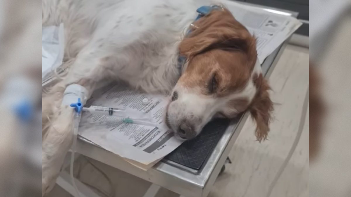 Ηλεία: Φρικτή κακοποίηση σκύλου – «Σαδιστική πράξη, επικίνδυνος για όλους ο δράστης»