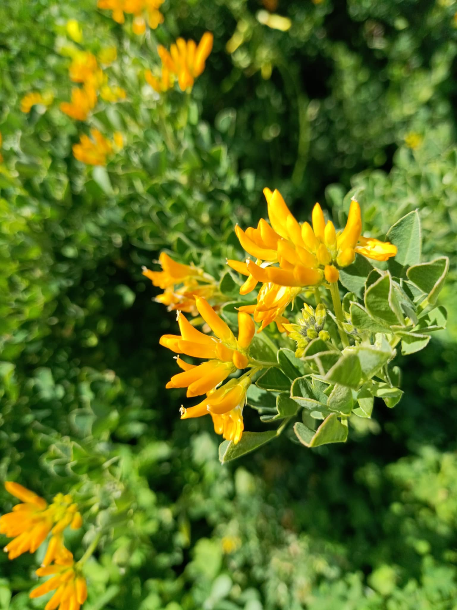 Φυσιολατρικός Πολιτιστικός Σύλλογος Αρχαίας Ολυμπίας: 8 Μαρτίου 2025 – Παγκόσμια Ημέρα της Γυναίκας