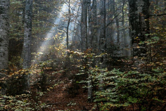 Στήνουν μπίζνες με τα δάση