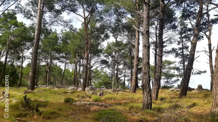 Τα δάση μας «εκπαιδεύονται»