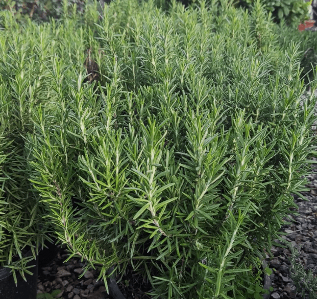 Θεσσαλονίκη: Απίστευτη περιπέτεια για συνταξιούχο – Τον συνέλαβαν για ένα κλαράκι δενδρολίβανο [video]