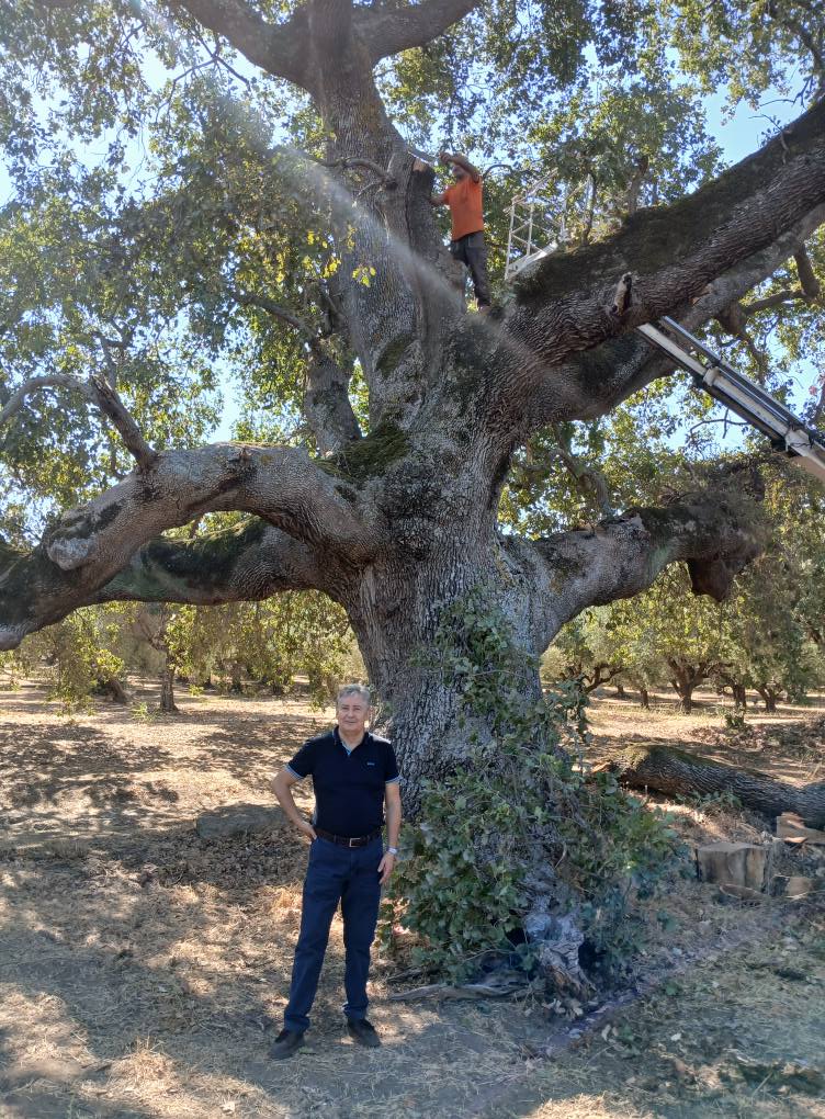 Καθαιρέθηκαν τα σπασμένα κλαδιά της υπεραιωνόβιας δρυός στον λόφο του Προφήτη Ηλία Κολιρίου