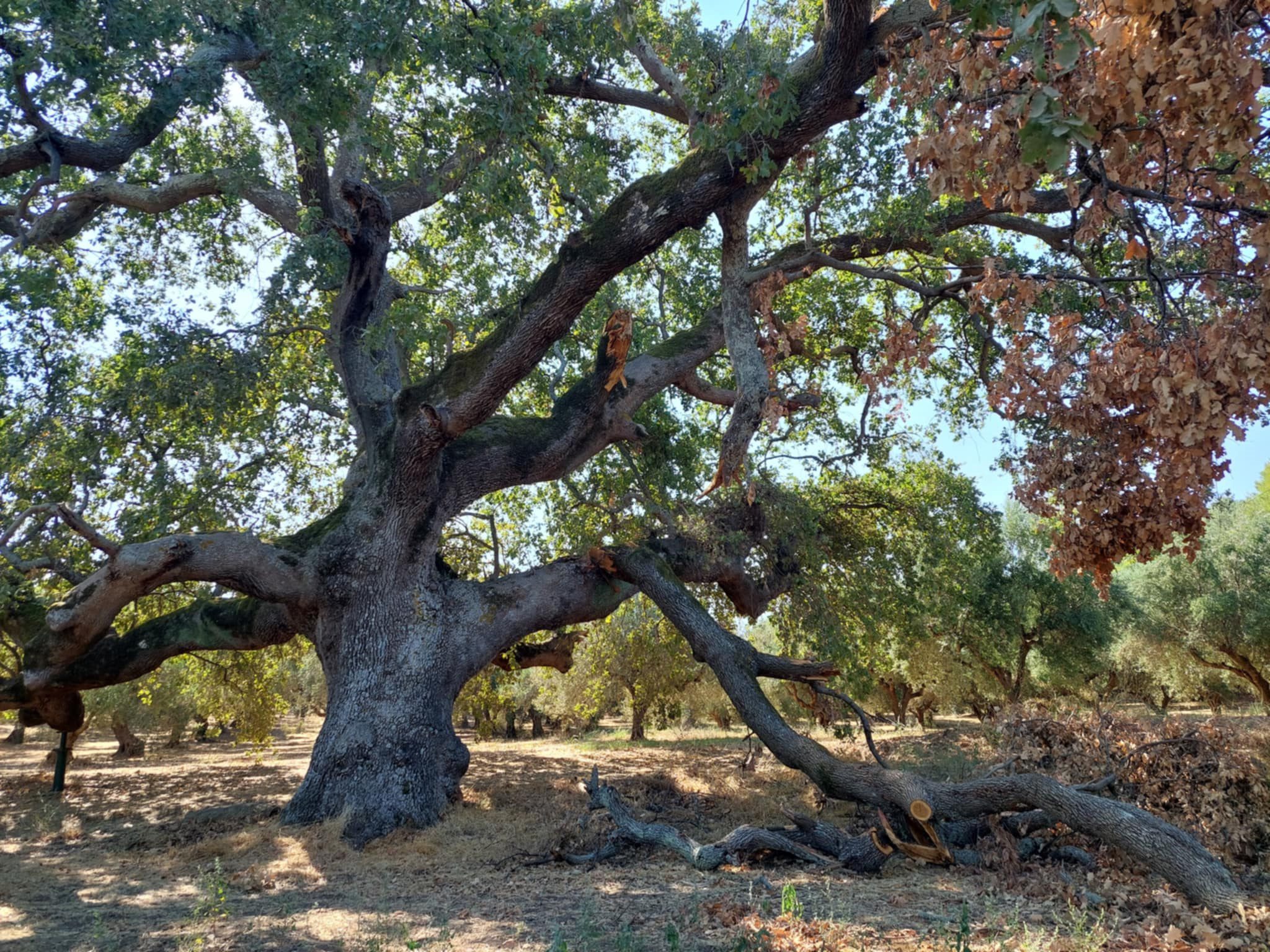 S.O.S. εκπέμπει η υπεραιωνόβια δρυς στο Κολίρι