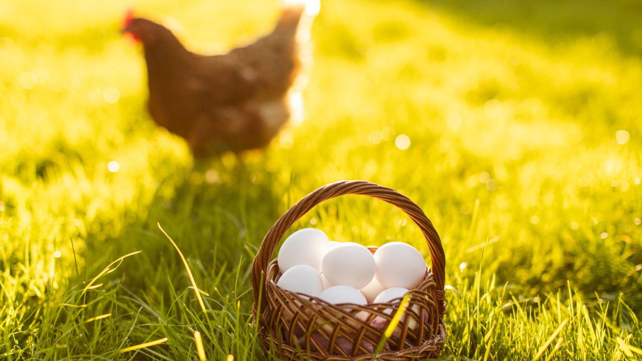 «Παντοτινά χημικά» σε αυγά από την Ηλεία