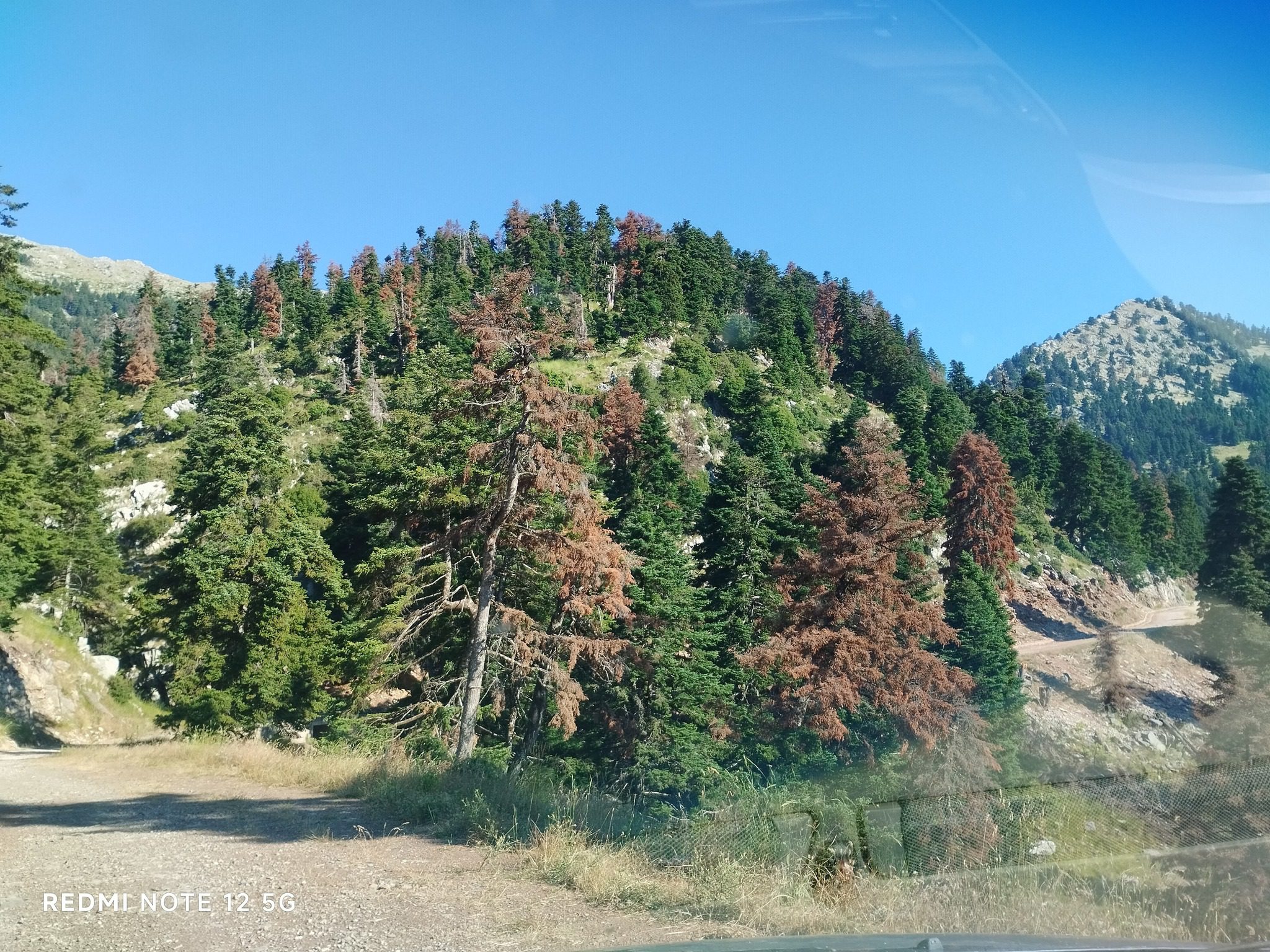 Ξεραίνονται τα έλατα της Δίβρης!