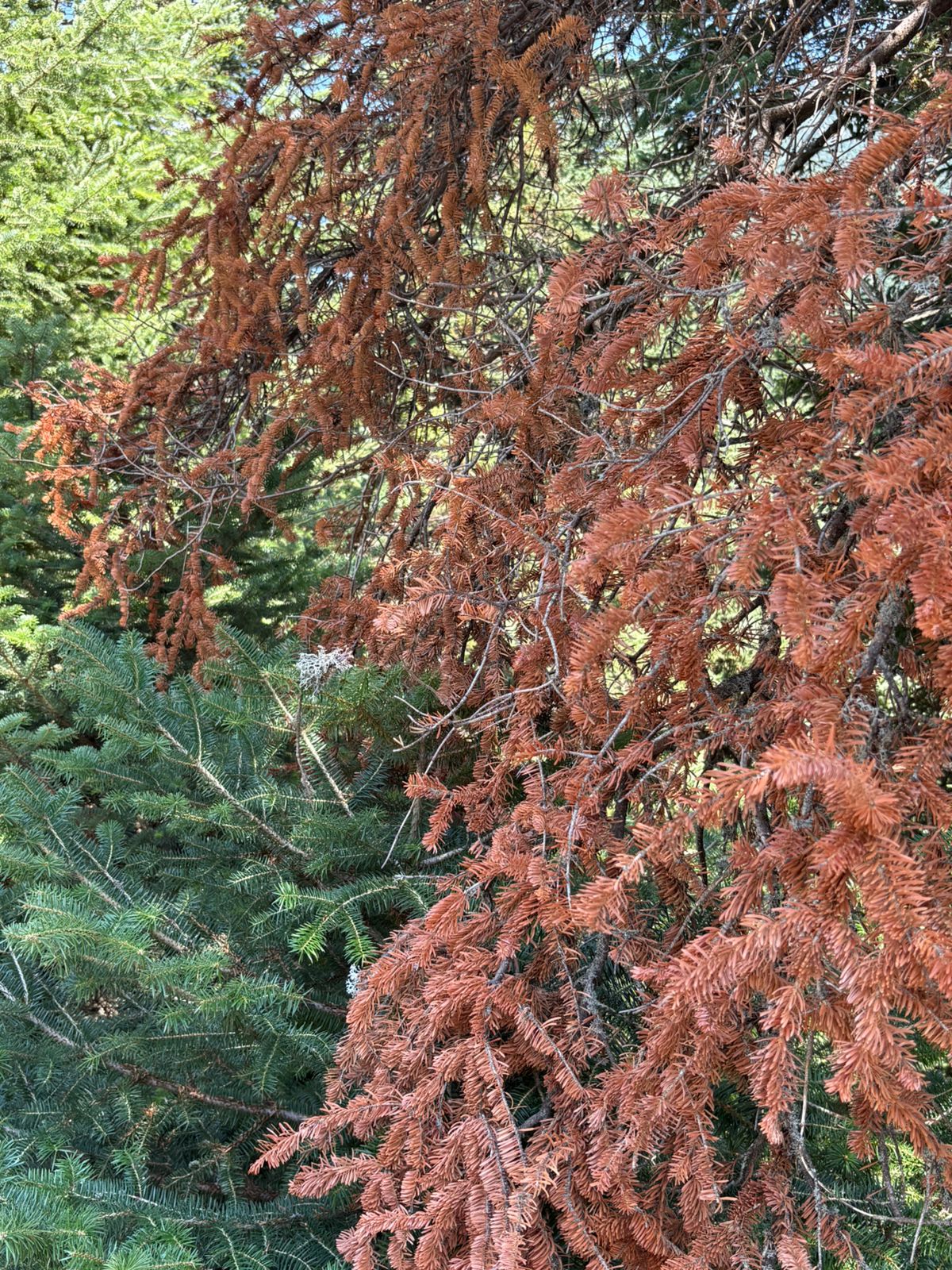 Η κλιματική αλλαγή βασική αιτία της ξήρανσης ελάτων στη Δίβρη