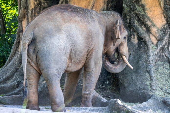 Ζιμπάμπουε: Η σφαγή των «υπεράριθμων» ελεφάντων