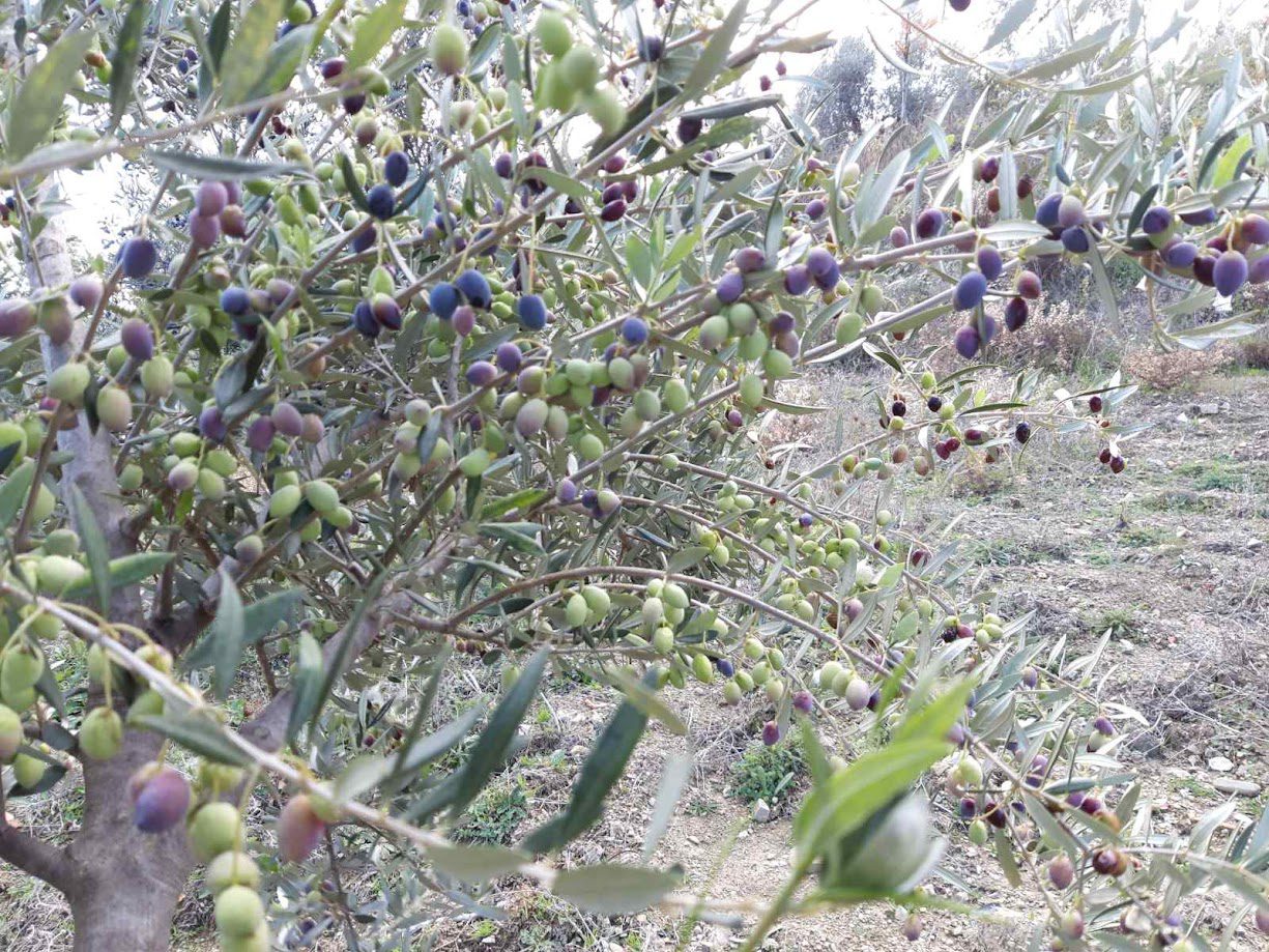 Θα μας βγει το λάδι; Η παραγωγή, η τιμή και ο χειμώνας που έγινε καλοκαίρι