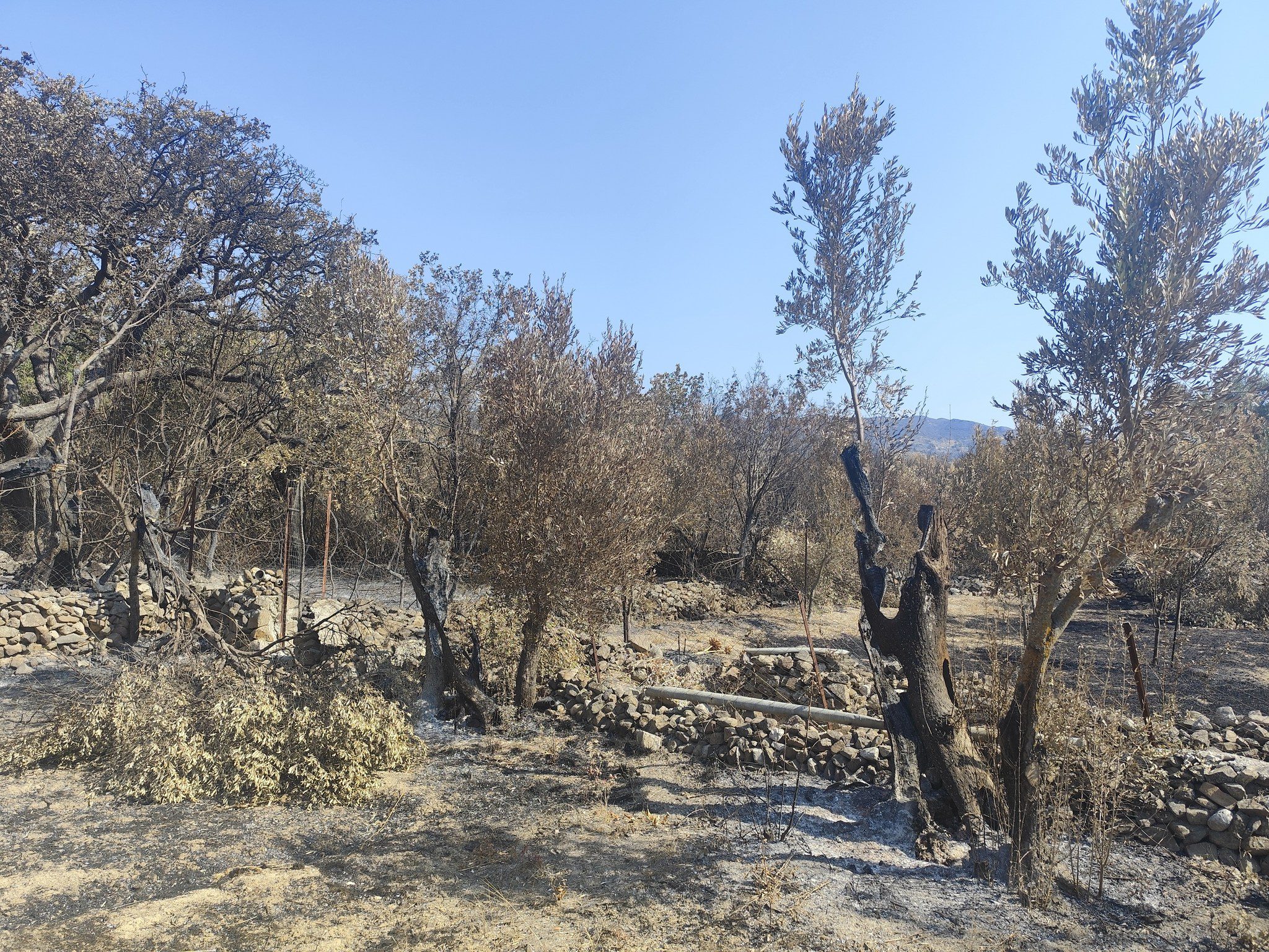 Δεν απαιτείται η καταβολή των τελών εκτίμησης από τους πληγέντες παραγωγούς