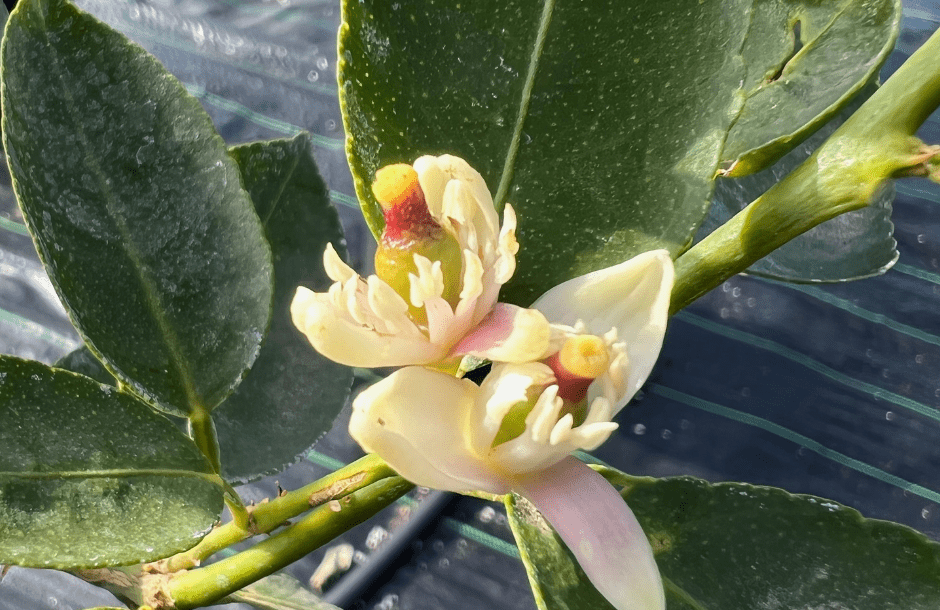 Δύο νέες ποικιλίες πορτοκαλιάς και μια βελτιωμένη «λιμεττιάς» ξεπηδούν από τα εργαστήρια του ΕΛΓΟ – Δήμητρα