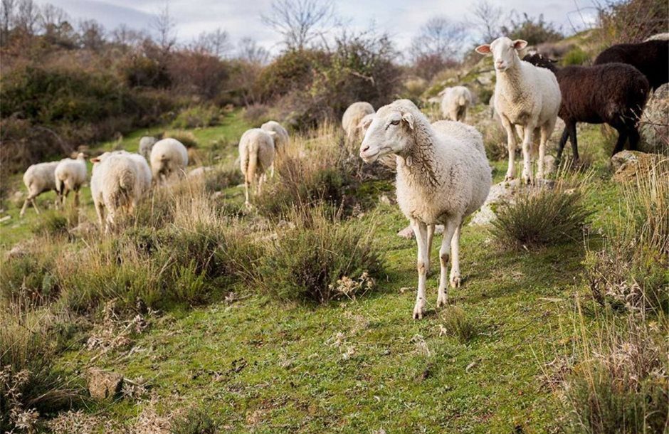 Αιτήσεις έως 31 Ιουλίου για εξισωτική 2025 & έως 12,5 ευρώ το στρέμμα