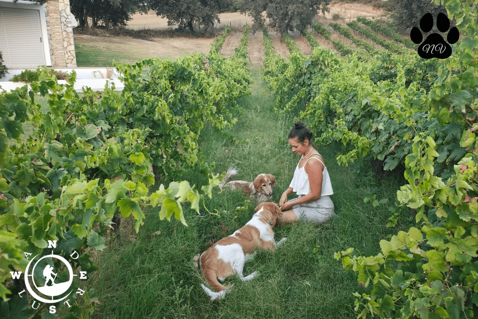 Dog Workshop στο Abelon ktima Britziki