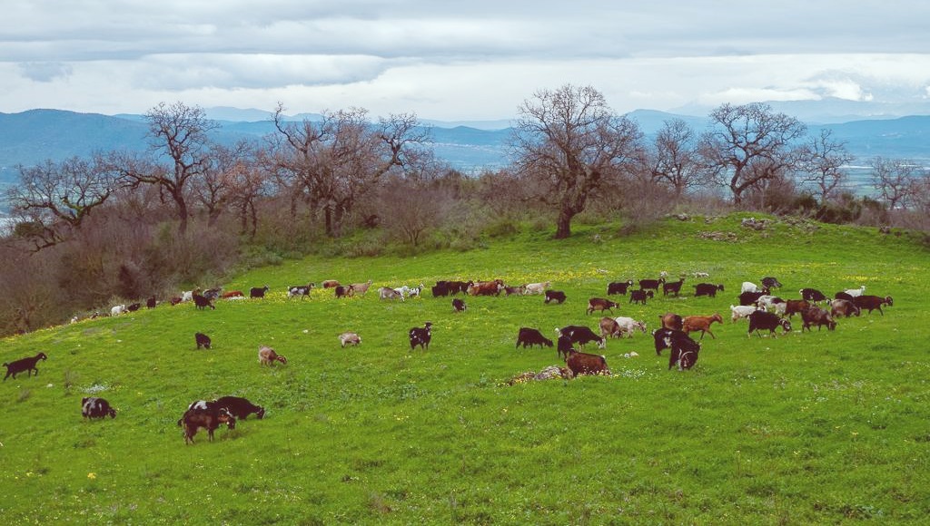 Τα «βαφτίσια»!
