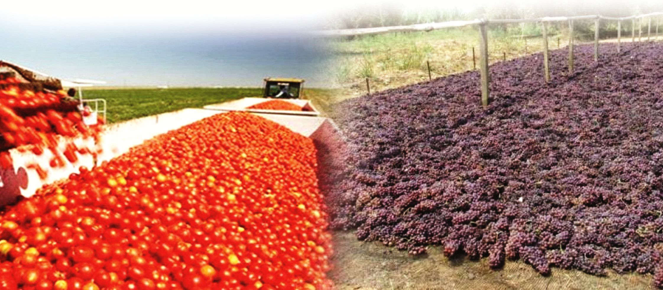 Νέοι όροι για συνδεδεμένες ενισχύσεις το 2025