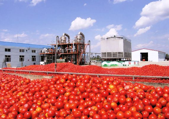 Επιστολή αγροτικών  συνεταιρισμών βιομηχανικής τομάτας σε βουλευτές και Περιφέρεια