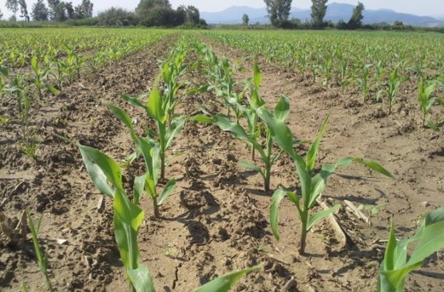 “Άρχισαν τα όργανα” με το πότισμα στον Κάμπο!