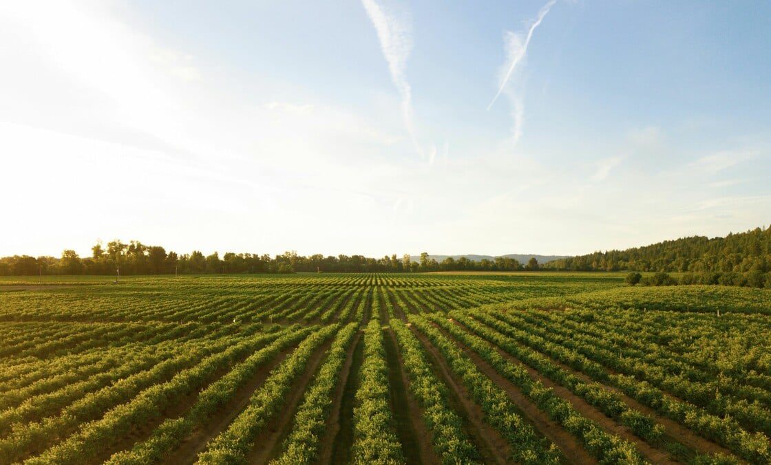 «Φυσικά δηλητήρια που εισχωρούν στην τροφή μας», λέει ειδικός για τα τοξικά μέταλλα στις καλλιέργειες