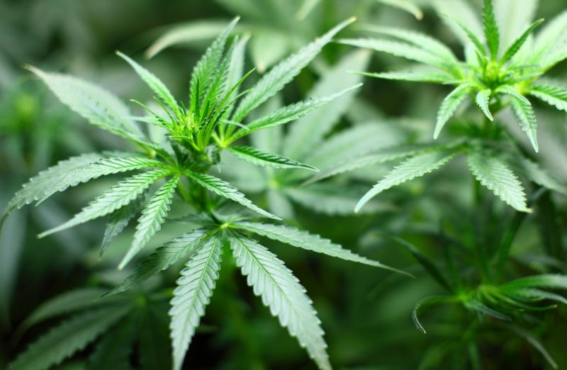 Πύργος Ηλείας: Συνελήφθη με σχεδόν μισό κιλό χασίς – Καλλιεργούσε δενδρύλλια-«γίγαντες» κάνναβης