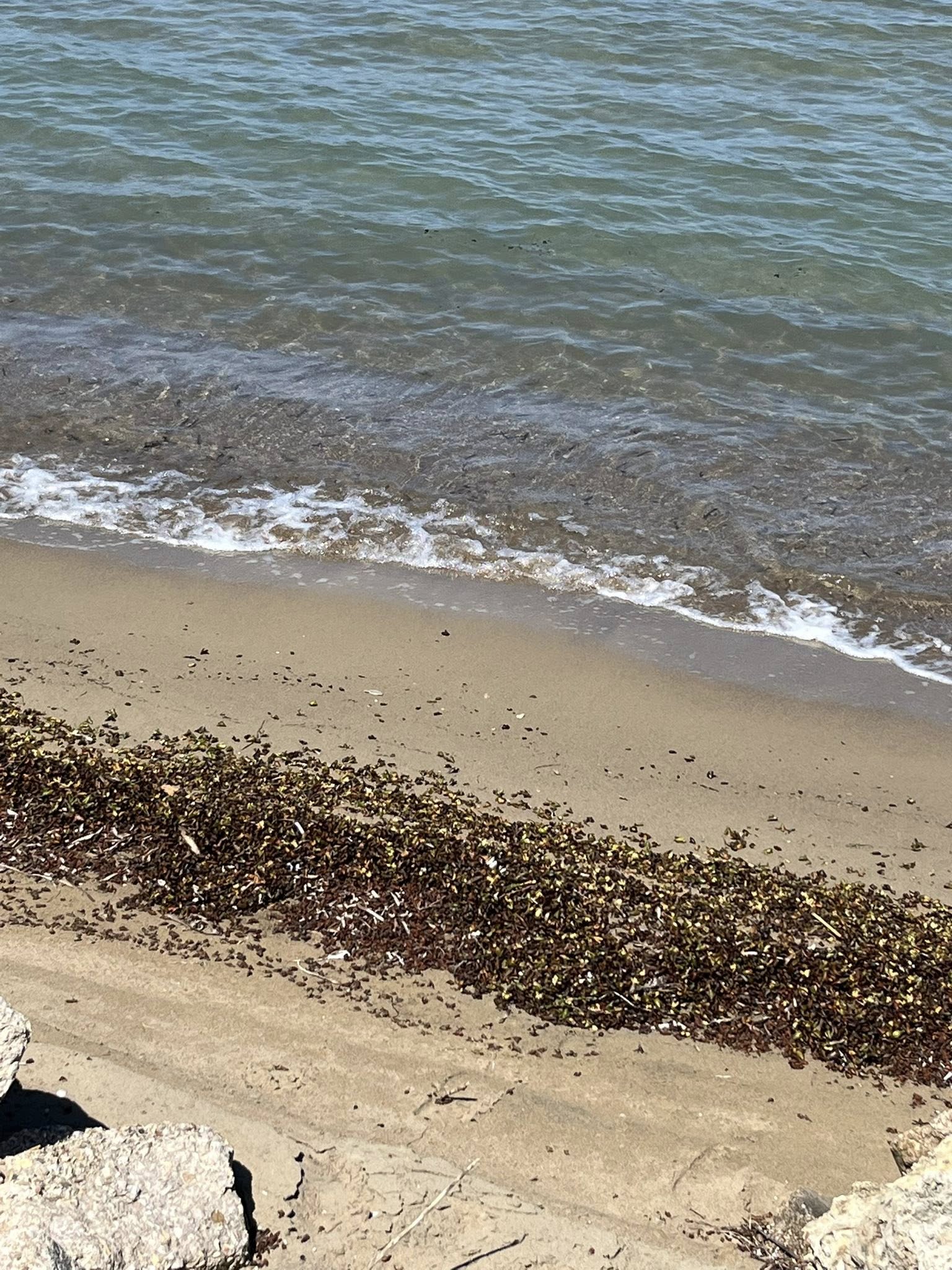 Καρποί Ποσειδωνίας στις παραλίες Δουνεΐκων και Λεχαινών!