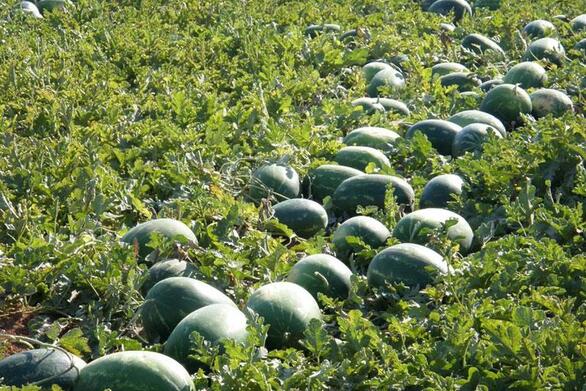 Παρεμβάσεις του Χρ. Χριστοδουλόπουλου για την ενίσχυση των πληγέντων παραγωγών του Δήμου Ήλιδας