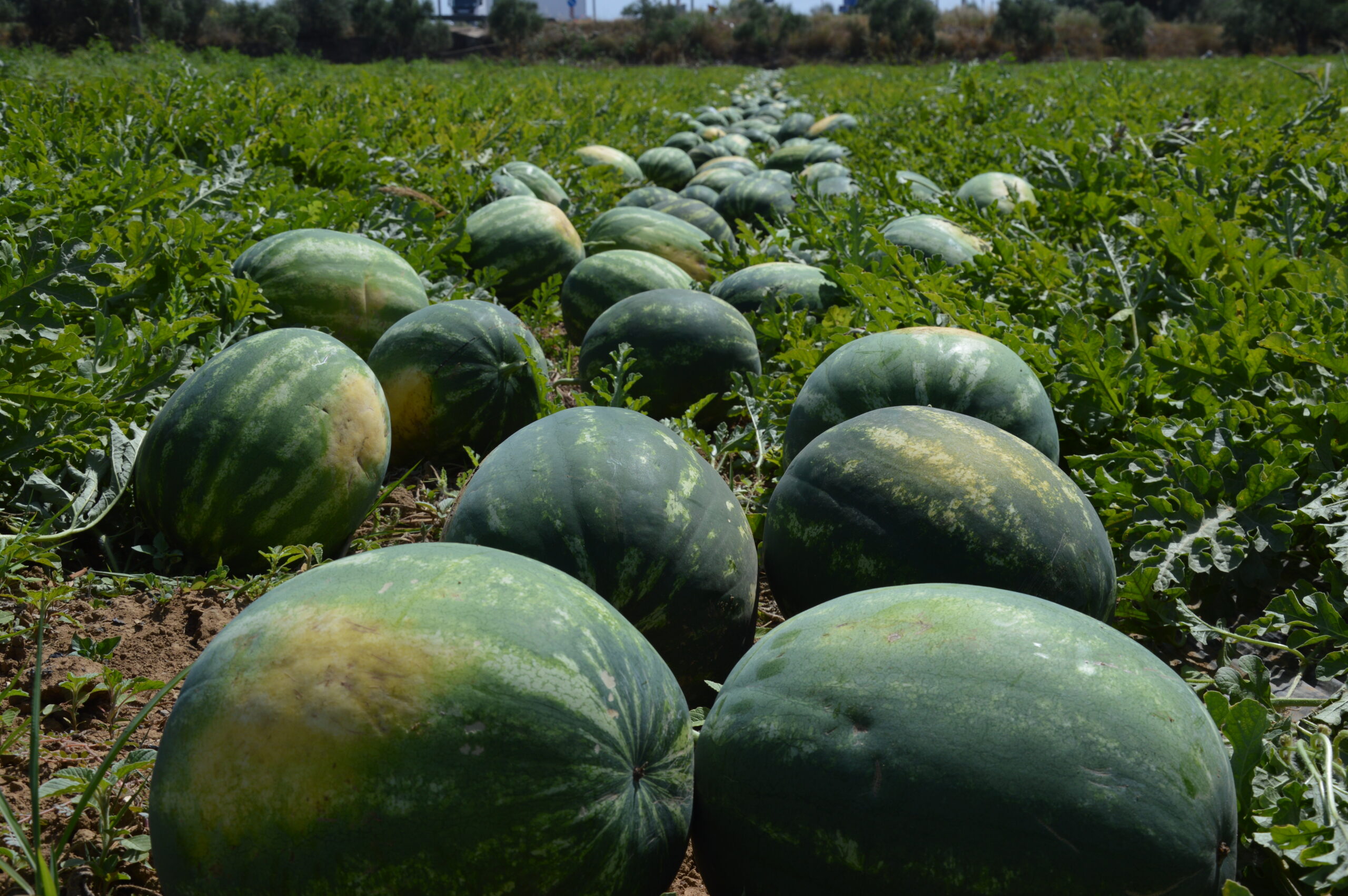 Ηλεία: Σαπίζουν στα χωράφια και τις νταλίκες τα καρπούζια!