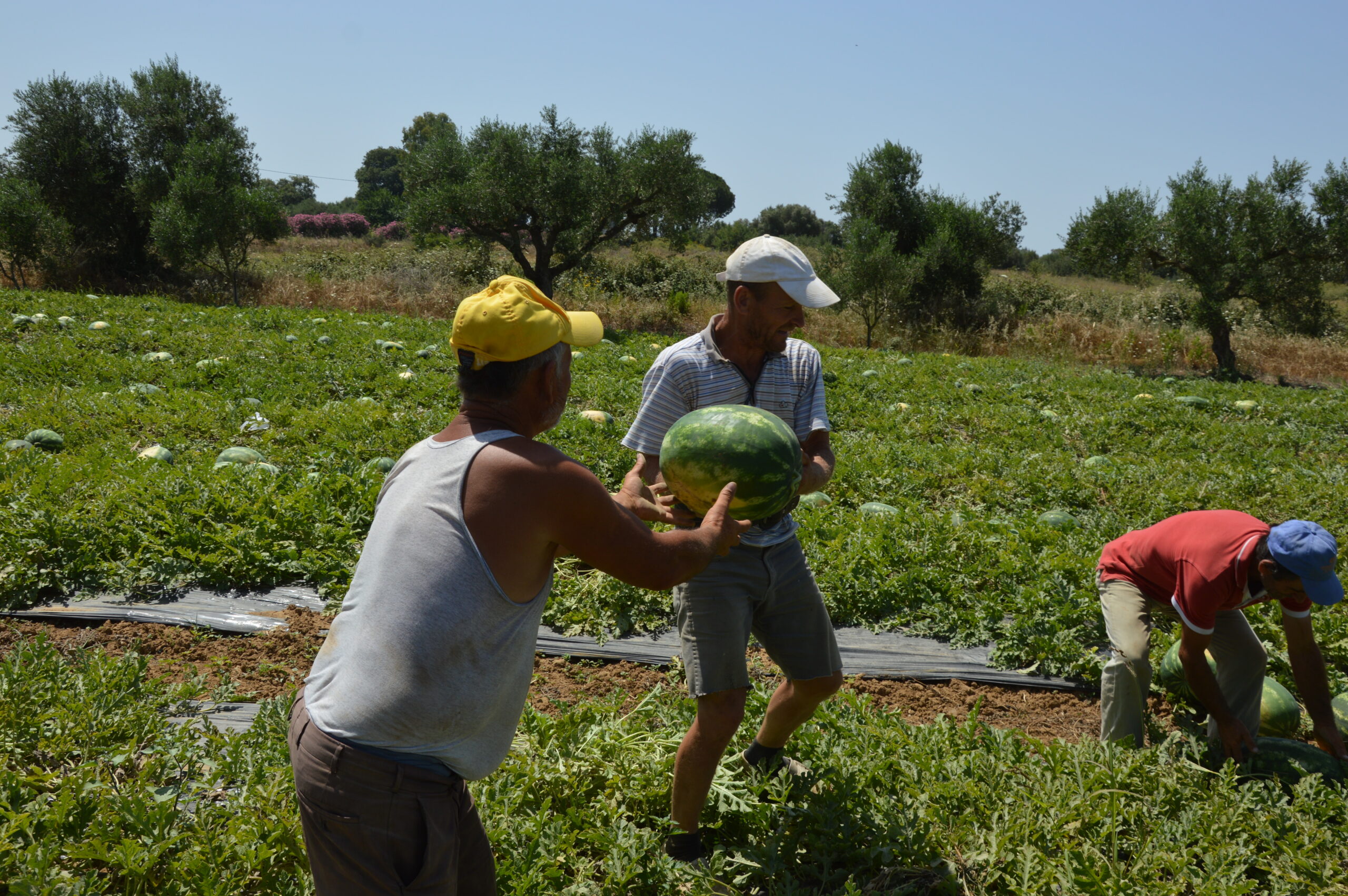 Ηλεία: «Κατέρρευσαν» οι τιμές για το καρπούζι στο μποστάνι!