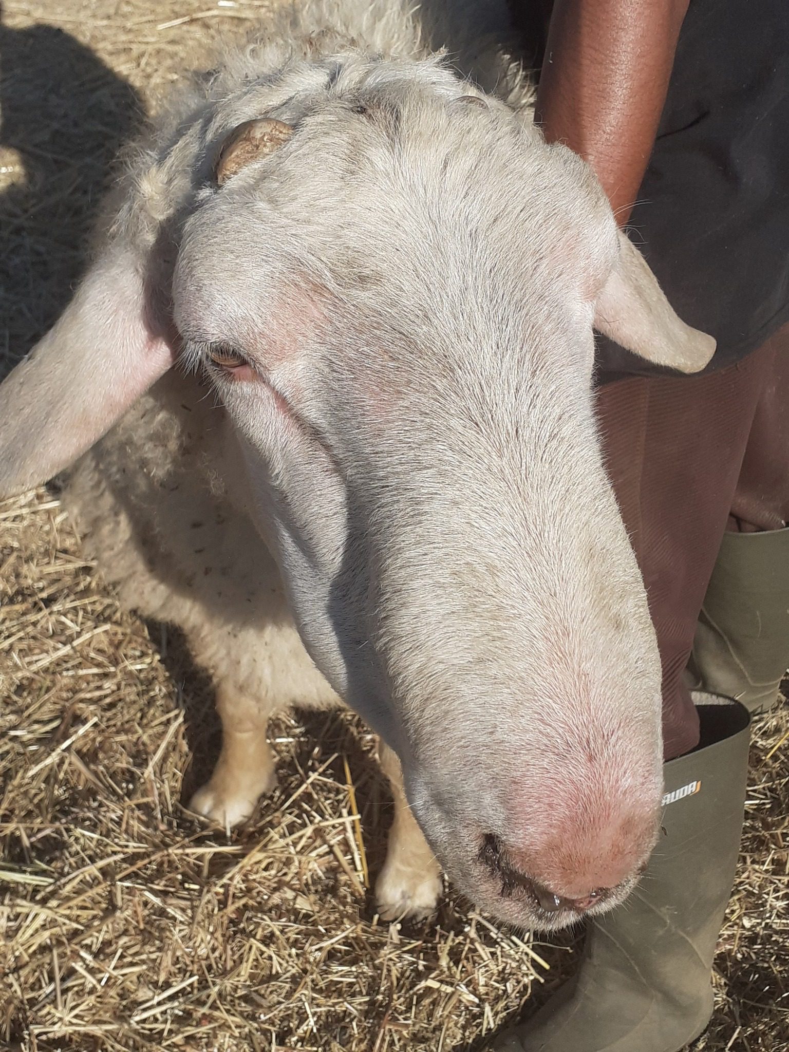 Νέο ύποπτο κρούσμα ευλογιάς στην Π. Μανωλάδα