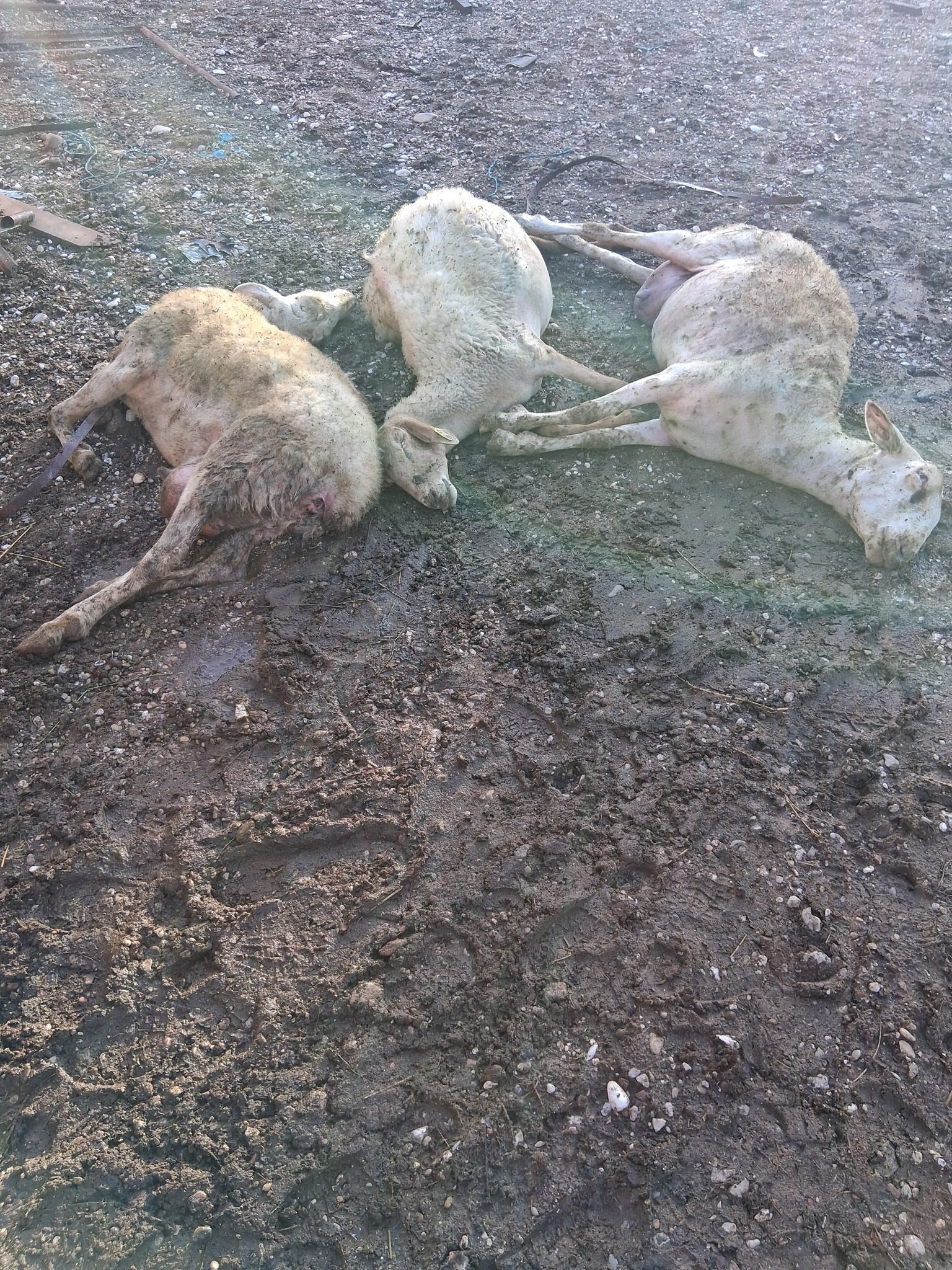 Οι κτηνοτρόφοι εκπέμπουν S.O.S!