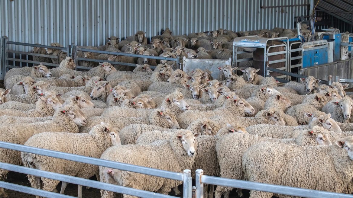 “Απειλή” για την κτηνοτροφία της Ηλείας ο καταρροϊκός πυρετός!