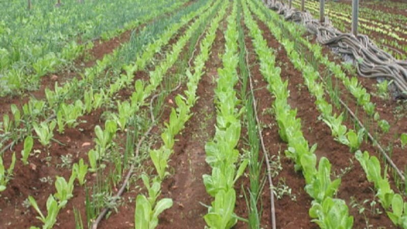 Νέα προβλήματα με την άρδευση αυτή τη φορά στη ζώνη Αλφειού