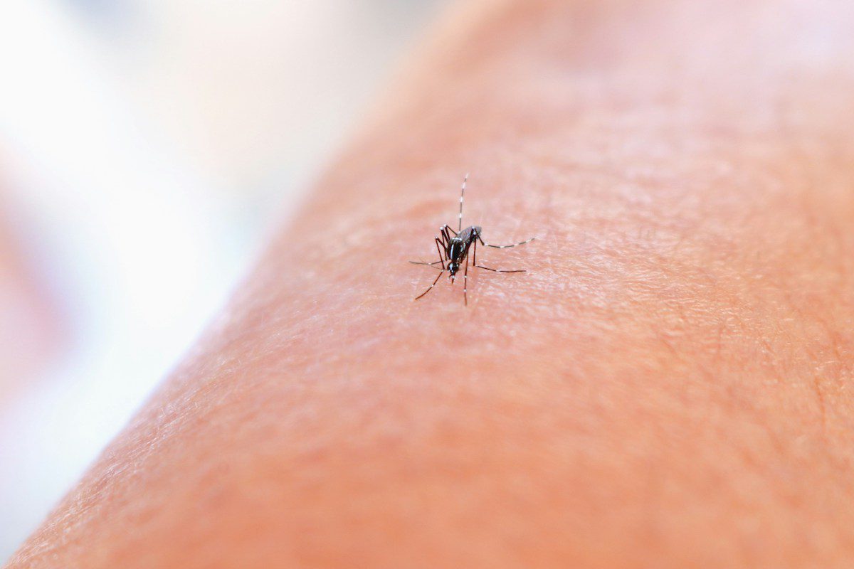 Τσίμπημα από κουνούπι: Η φλούδα του φρούτου που θα σε ανακουφίσει και είχες για πέταμα